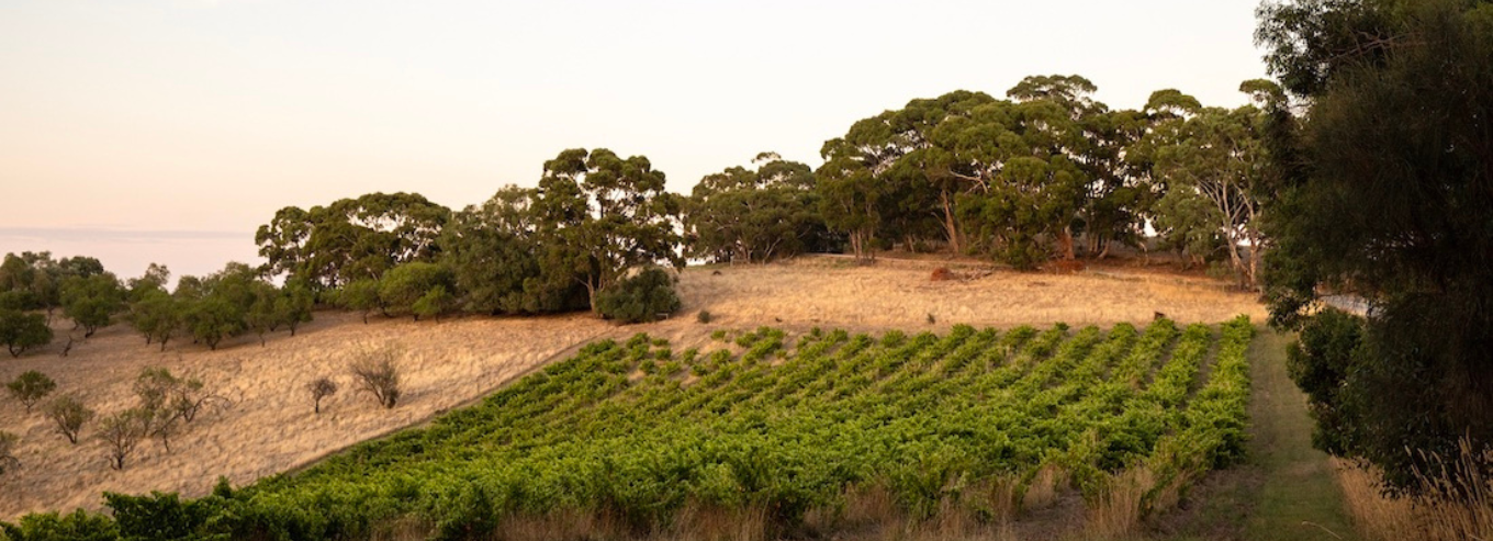 Willunga 100 Wines vineyard
